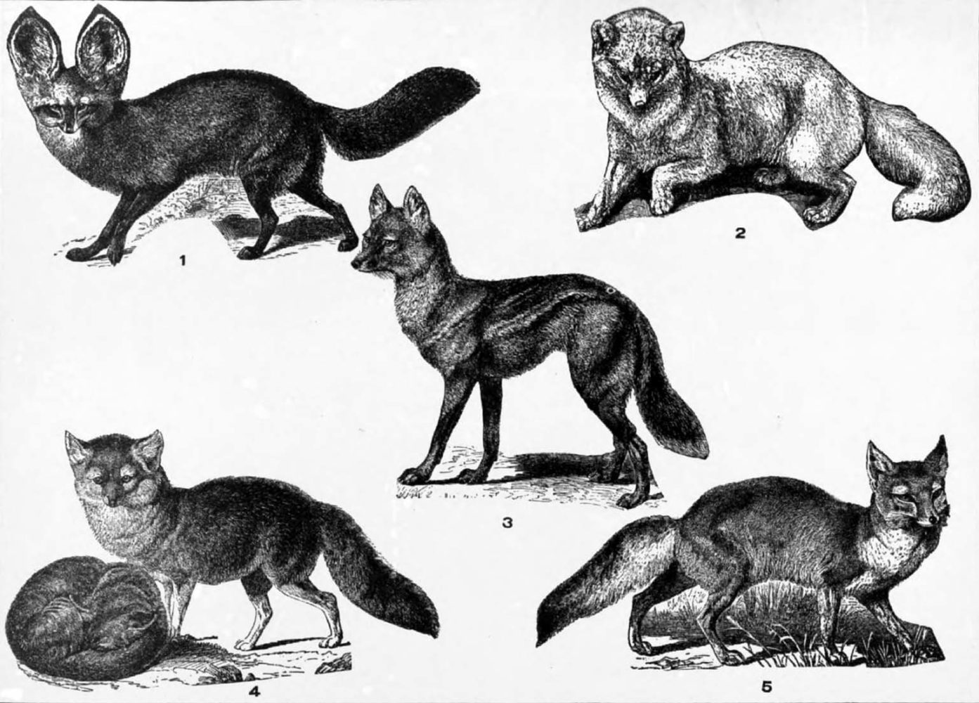 Drawing of five species of foxes, Encyclopedia Americana, 1920, Vol. 11