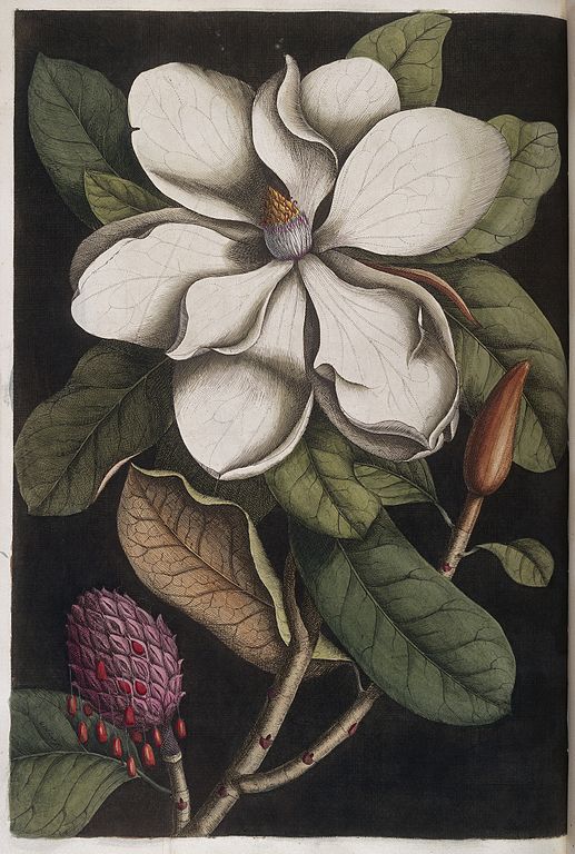 White magnolia blossom and seed pod, 1731