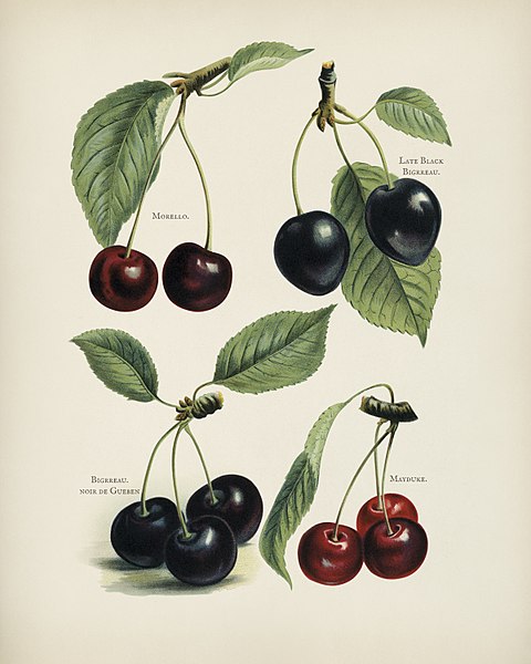 The fruit grower's guide: Vintage illustration of cherry, 1894 (original work) 